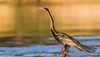 Oiseau Namibie