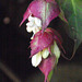 Leycesteria Formosa - Himalayan Honeysuckle