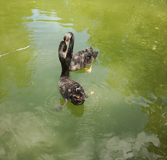 Black Swans