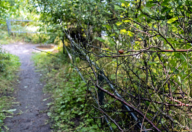 Mit PiP: "Wenn einer, der mit Mühe kaum, geklettert ist auf einen Baum ...