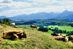Ein herrlicher Blick über das Füssener Land zum Ammer-Gebirge. ©UdoSm