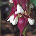 Leycesteria Formosa - Himalayan Honeysuckle