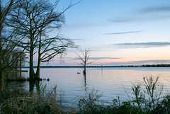Cypress at sunset 2, Neuse River