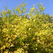 Zitronenbaum im Elbtal bei Wehlen