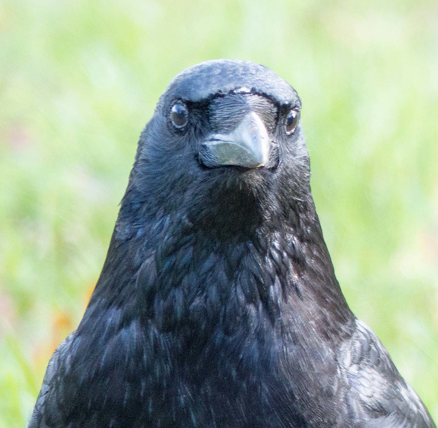 Portrait of a crow