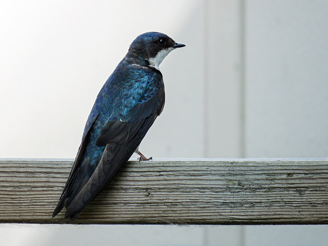 Tree Swallow in the shade