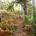 Autumn colours in Manley Wood, Weeford