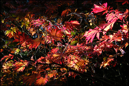 acer leaves in autumn