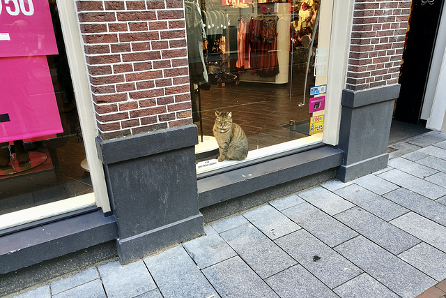 Shop cat
