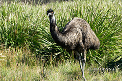 Wandering emu