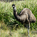 Wandering emu