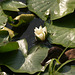 В парке Александрия, кувшинка и утка / In the Alexandria Park,, water lily and duck
