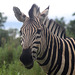 Cheeky Look from a Zebra