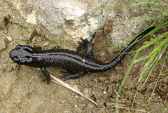 Salamandre (Tour du Mont Viso)