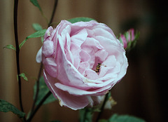 Pink Rose (1)