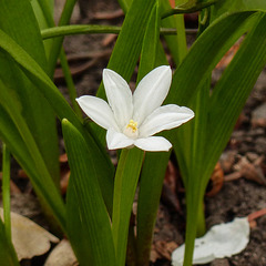 Chionodoxa forbesii, white