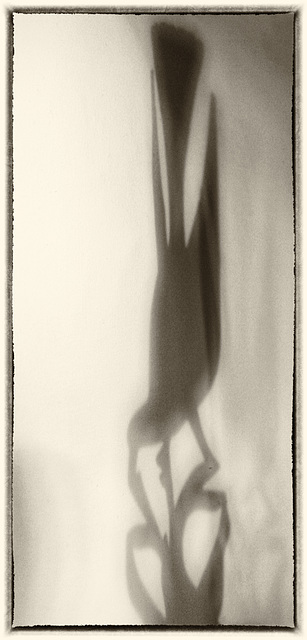 The Sunday Challenge.  Shadow