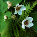 Rubus parviflorus, Sequoia national Park USA L1020235