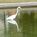 Dominican Republic, The Great White Heron and Its Reflection