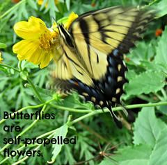 .. about butterflies