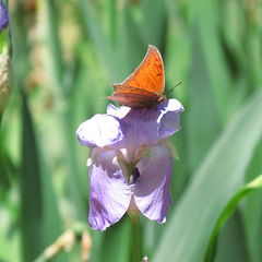 Goatweed leafwing on iris