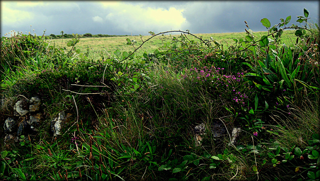 Cornish hedge (seen better days)