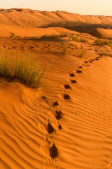 Wahiba Desert
