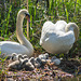 Canal Swans 01