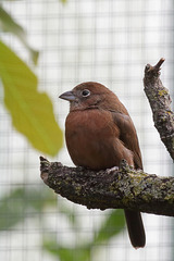 Roter Kronfink - Henne (Wilhelma)