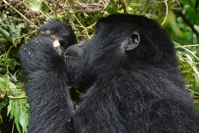 Uganda, Bwindi Forest, Adult Gorilla Eats