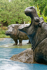 Des hippopotames inoffensifs