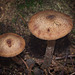 Stansted Forest Fungi (+ PiPs)