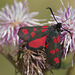 Five Spot Burnet Moth