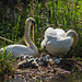 Canal Swans 02