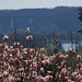 Fensterblick: Magnolienblüte ...
