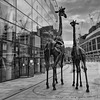 Giraffen - Giraffes (Edinburgh)