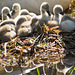 Canal Swans 03 Cygnets