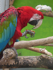 Ara- Papagei
