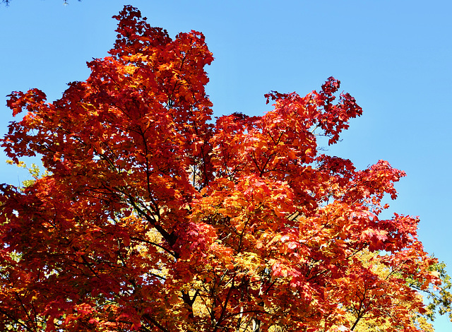 Herbstfarben im Sonnenlicht