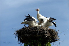 Series of Storks, II