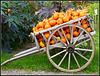 1-P1030955 - Pano - mb - Kürbisse auf Handkarren - Pumpkins on old Handcart