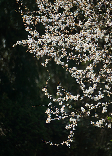 Schlehdorn (Prunus spinosa)