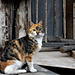 Cat and old house