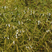 20210131-0012 Leucas aspera (Willd.) Link