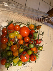 tomates que j'ai laissé murir chez moi .
