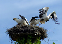 Series of Storks, I