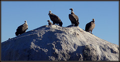 More Griffon Vultures
