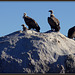 More Griffon Vultures