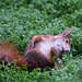 Eichhörnchen im Wintergarten V (Wilhelma)