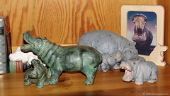 Gruppe von 8 Hippos, 2004